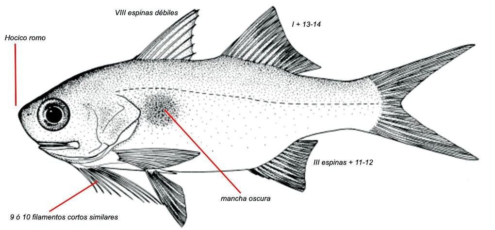 Galeoides decadactylus_01.jpg